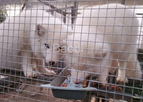 動物のおりのための反腐食の金網ハードウェア布の電流を通す終わり